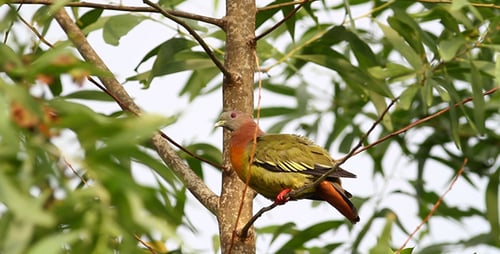 Wild Pink Necked Green Pigeon Full HD II