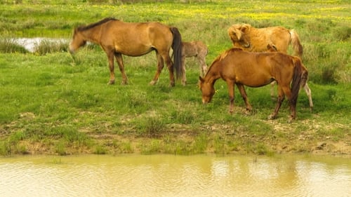 Fohlen und seine Mutter auf einer sonnigen Wiese. Pferde und Fohlen grasen auf einer Wiese.