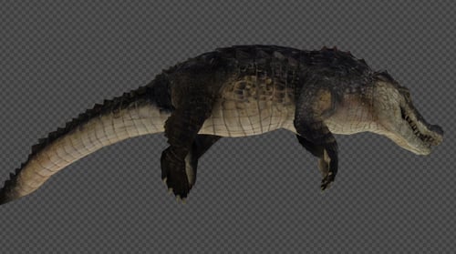 Crocodile Die And Down And Down And Idle Pack 10 in 1