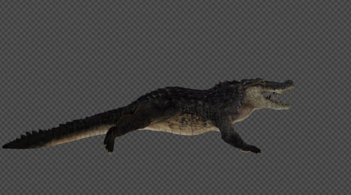 Crocodile Run And Walk Pack 4 In 1