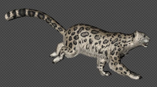 Leopard Run And Walk Pack 4 In 1