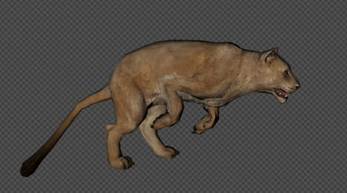 Lioness Run And Walk And Special PACK 6IN1