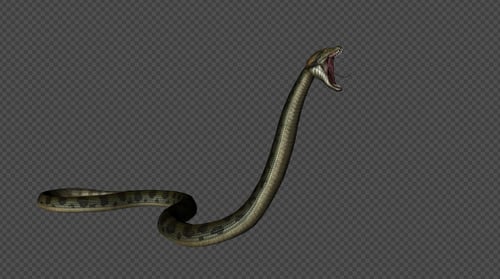Realistic Python Snake Animation with Transparent Alpha Channel