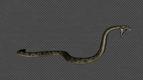 3D Animated Snake Rearing, Hissing, and Striking with Alpha Channel