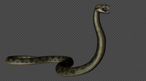 Aggressive Green Snake Hissing 3D Animation