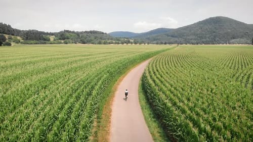 Cyclist riding bicycle through green corn fields