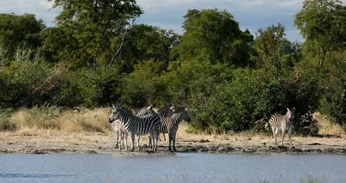 Zebra in bush, Botsvana Africa wildlife