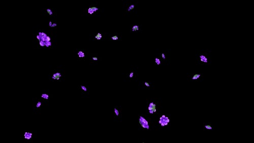 Rain of Violet Flowers