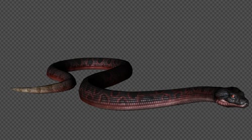 Realistic 3D Animated Snake Crawling and Striking with Alpha Channel