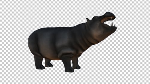 3D Animated Hippopotamus Yawning with Transparent Background