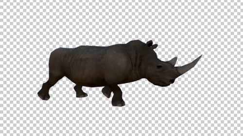 3D Animated Rhinoceros Walking