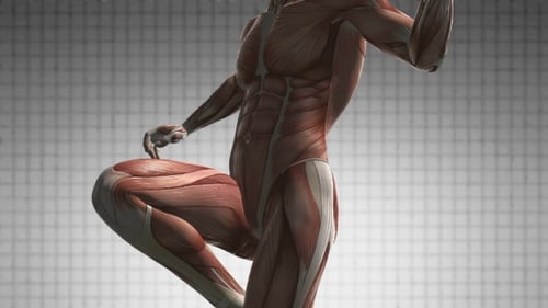 Human Musculature Anatomy 3D Render Loop