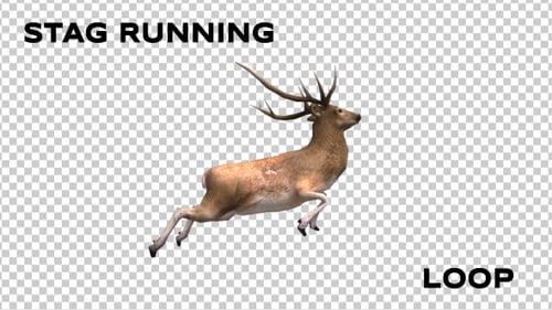 Hirschlauf