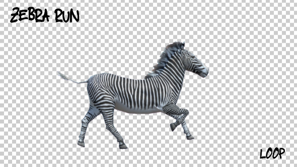 Cover for 3D Zebra Run Animation