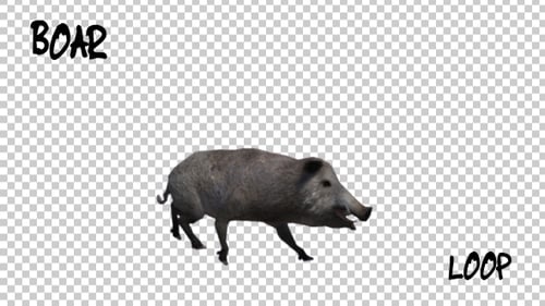Wildschwein