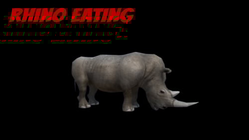 Realistic Rhinoceros Walking Alpha Channel Animation