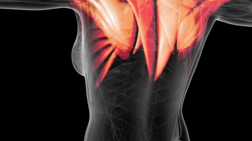 3D Human Anatomy Scan Highlighting Muscle Groups