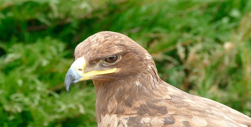 Eagle