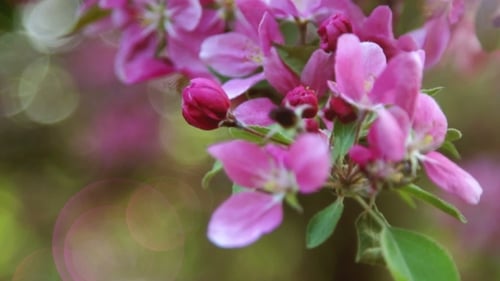 Branch of Pink Sakura Cherry Blossoms