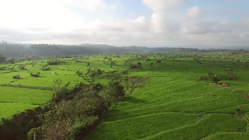 Aerial view of scenic rice fields in the countryside, Lombok, indonesia.