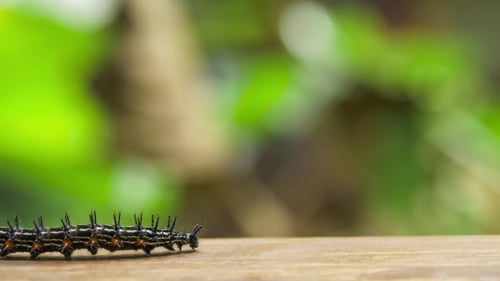Colorful Barbed Butterfly Caterpillar Creeping on the Wood Surface, Railay, Krabi