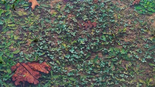 Water Ripples Over Grass and Autumn Leaves