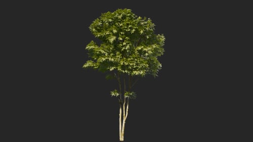 Tree Collections