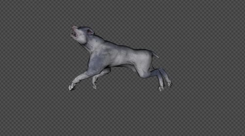 Hundesitter und bellender Hund, hart und angegriffen, 8 in 1
