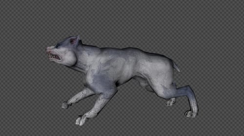 Aggressive Pitbull Dog 3D Animation with Transparent Background