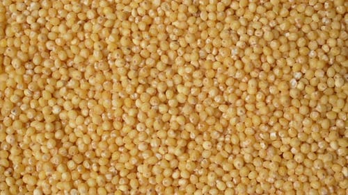 Close Up of Golden Millet Seeds