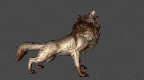 3D Animated Wolf Growling and Howling on Alpha Channel