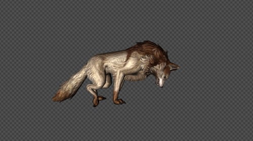 Wolf Walk Injured 2 In 1