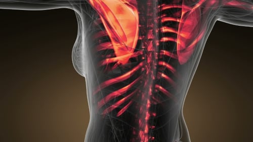 3D Medical Animation of Human Skeleton with Glowing Red Bones