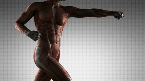 3D Human Muscular System Rotating for Medical and Fitness Visuals
