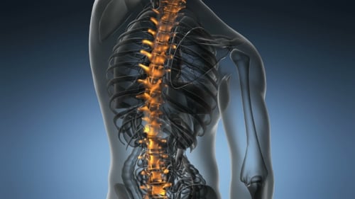 Animated Human Spine with Glowing Vertebrae Medical Visualization