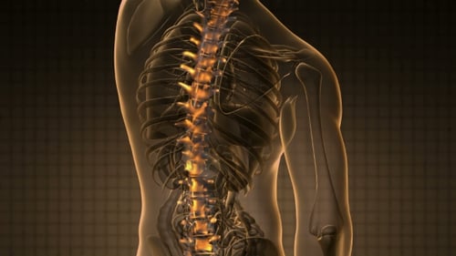 3D Medical Animation of Human Spine and Skeleton with Glowing Energy Flow