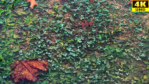 Vegetation Covered by Water in Pond with Leaves