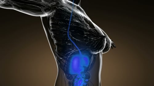 Glowing Human Digestive System Anatomy 3D Animation