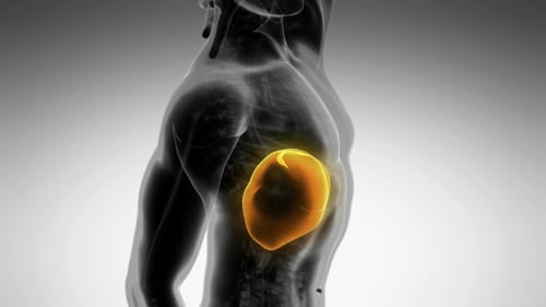 3D Human Anatomy Liver Organ Scan Rotating