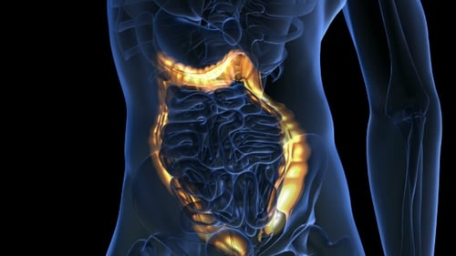 Anatomy Scan of Human Colon