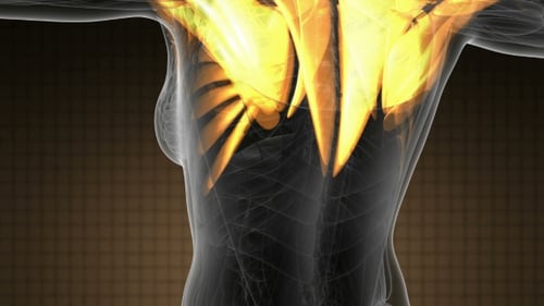 Human Anatomy Muscles Glowing Animation