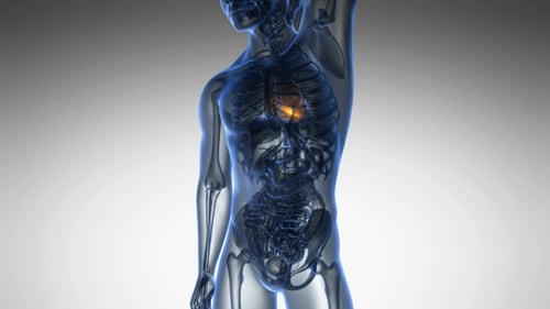 Animated 3D Human Body Anatomy with Glowing Heart