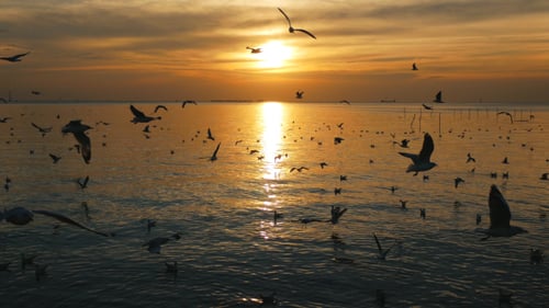 Brids