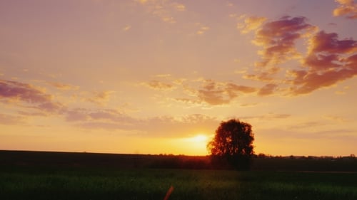Sunset Over the Field of Young Wheat