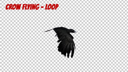 Cartoon Crow Flying
