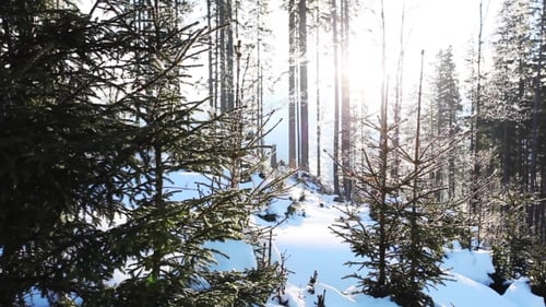 Winter Landscape in Snow-covered Park