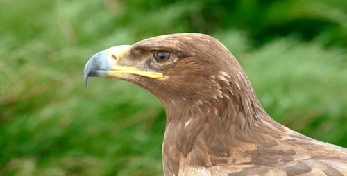 Eagle Eye