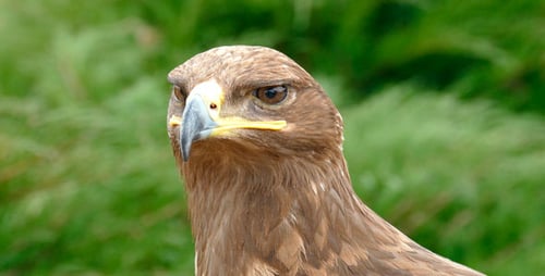 Eagle's Eyes