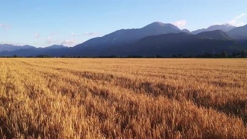 Wheat field in the summer