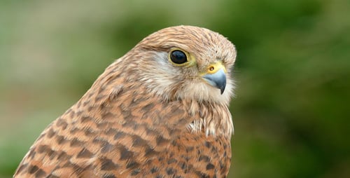 Falco Tinnunculus